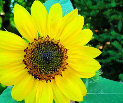 Bright Sunflower - Bright yellow sunflower.