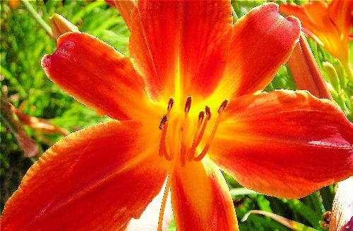 Red Lily - Bright red lily.
