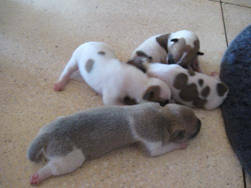 cute puppies - puppies born on october 16, 2009