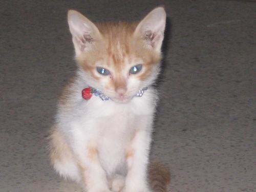 kitten - cute kitten that recently died