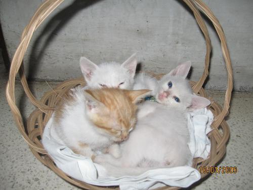 kittens - 3 little kittens