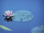 water - a lotus in the water