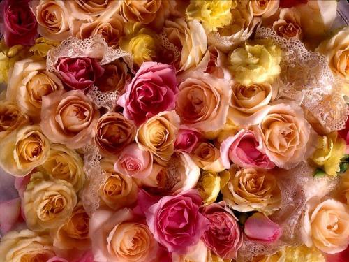 life - life is a bed of roses