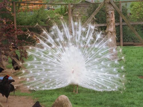 white peacock - this is rare photo o found. peacock are normally colored as i saw but this one is totally as white as milk. seeing it live is more exciting to me. i like birds which have colored wings.