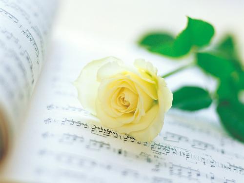 red rose - a red rose send for female