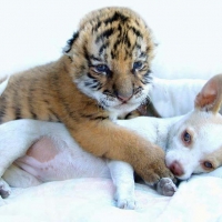 Tiger and pup - A symbol of innocence