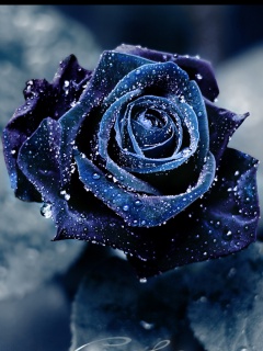 roses are the best flowers - hello friends..which is the beautiful flower in this world...in my view its rose..it symbolises love,peace,friendship,faith,trust and many more things..its plesant to smell,i really love to give rose to my friends and dear ones..thankyou!!
