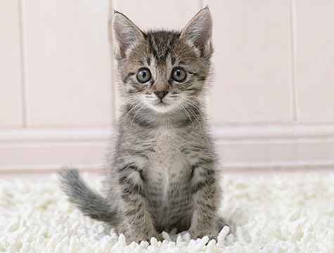 kitten.... - kitten
