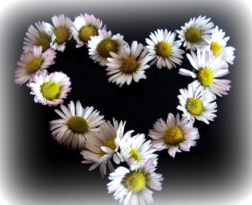 Love is like flowers - Love is like flowers. it's beauty and it's fragrance gives freshness for the soul.