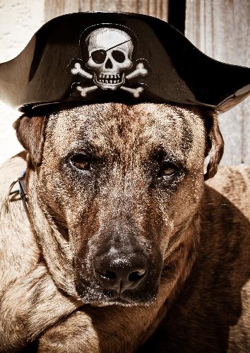 my boy saber - my dogs a pirate!