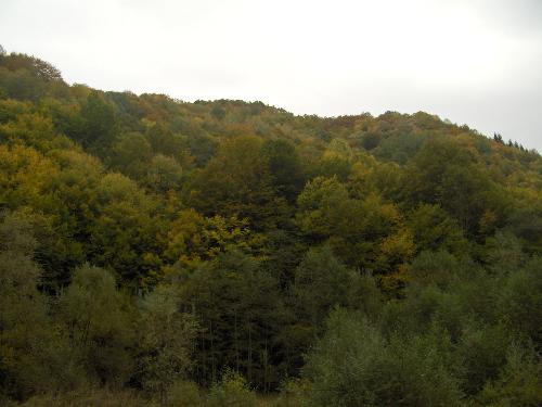 Glowing trees in the autumn - Glowing trees in early October 2009, Rusca Montana basin, Western Romania