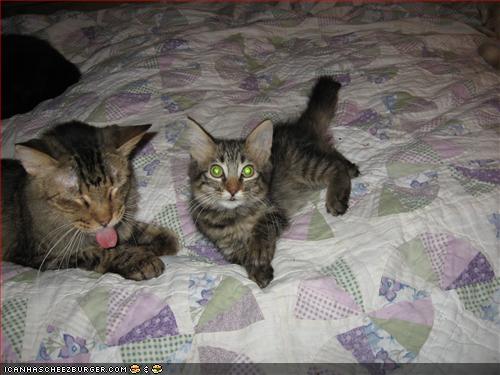 Solo with Jool - You can't really see how bad Solo is in this pix, but his tongue is ALWAYS out!  And sweet Jool the day she went to her new home