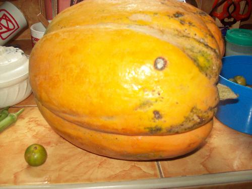Papaya - Tropical fruit papaya is nutritious and lots of vitamin C. Pictured how big is the papaya, it's bigger much much bigger than a Philippine lemon.