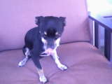 Jack - This is my dog Jack. He is so cute! :D
