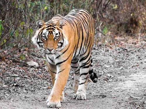 Indain Tiger - Our National Animal is Tiger