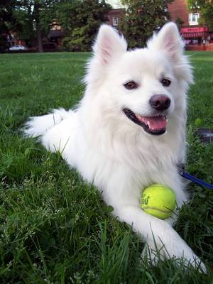 My pet Marley - My lovely and sweet dog. He is my best non talking buddy