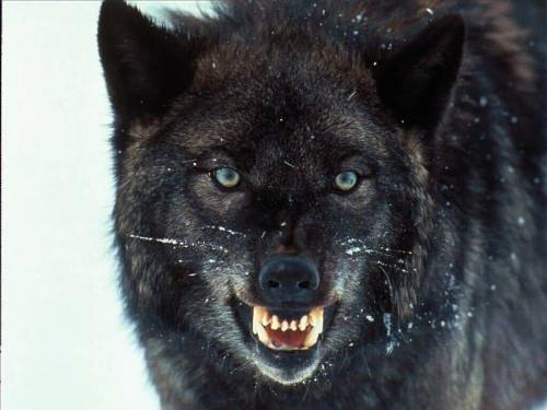 dog wolf - no photo details here.