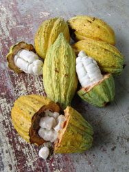Chocolate does grow on trees! - Open cacao pods inside of which are the seeds that are fermented into chocolate.