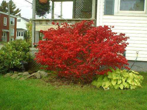 Autumn turned this once green bush into a brillian - I was taking my walk around the neighbourhood and saw this gorgeous fire red bush. It was unbelievable.