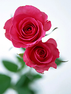 rose - is signification of love
