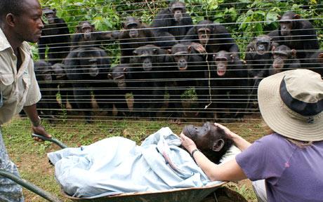 Photo of 'Funeral' for the Chimp - image of the funeral for the chimp