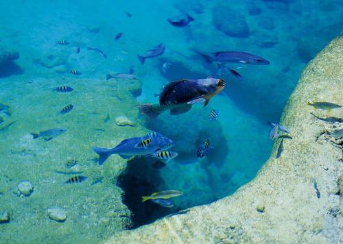 Fish - Group of blue coloured fishes!