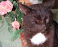 My cat. - This is my cat, as you see here. I think you all can hopefully see that he has black hair and a white scuff spot. You'd never know it, but he's part.... well, better not put that here. For all extents and purpouses this cat is me.