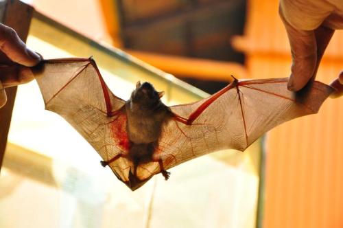 Bat - This is a bat that we helped rest in our garden. We found it lying on a wood and it looked so exhausted. I'm not sure how it got it's right wing injured.