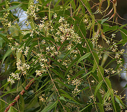neem - neem leaves help to reduce skin diseases. we can eat it too.