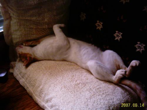 Lazy Loll - This cat eats and sleeps but is very affectionate.