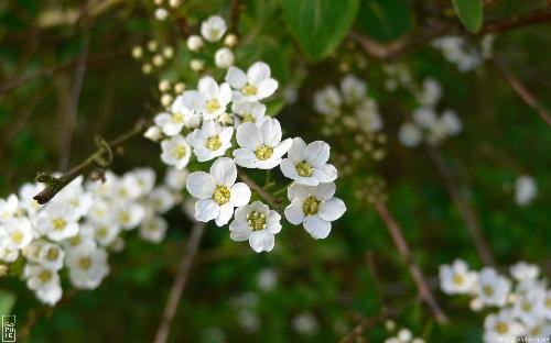 flowers - good