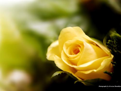 flower - good