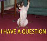 Catty Question - How a household leo asks a question..