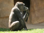 brain teaser - Even monkeys enjoy brain teasers