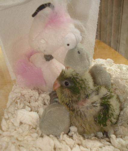 Bailey at 3.5 weeks-CLICK TO SEE - Bailey, Quaker Parrot, Male dna sexed, Hatch date: 9/09/09, He is now fully feathered and has learned to fly and is weaning at 7wks.
