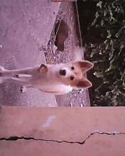 dogs 7 - dogs