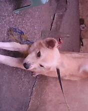 dogs 9 - dogs