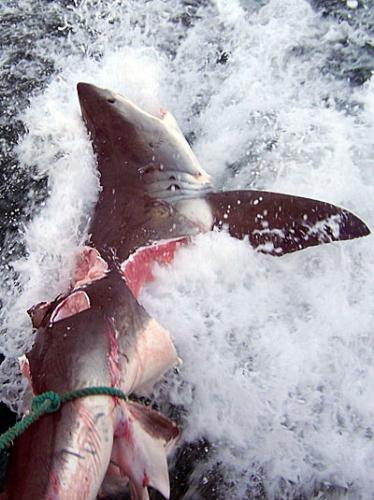 shark chewed on - 10ft shark that was apparently attacked by a (thought to be) 20ft or so shark...