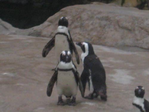 Brotherhood - The penguin represents brotherhood. The love and care among the siblings. Togetherness and unity.