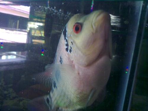 fish - my friend's pet fish