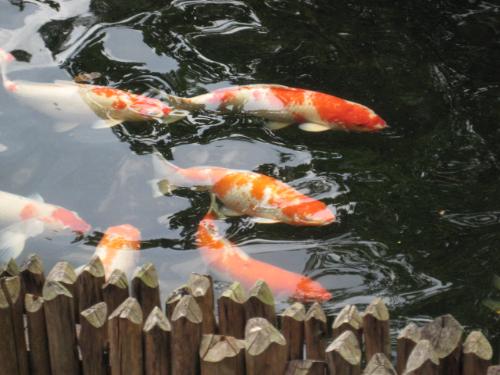 Freedom - The fish has a lot of freedom to swim around. They enjoy it very much.