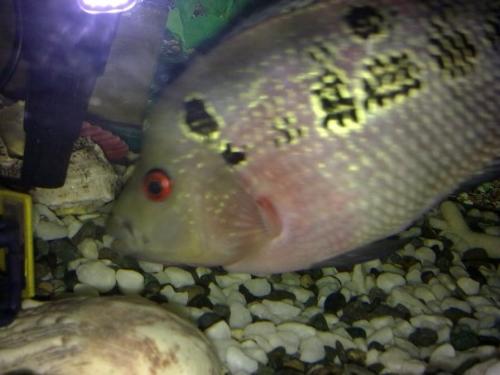 fish.2 - my friend's pet fish