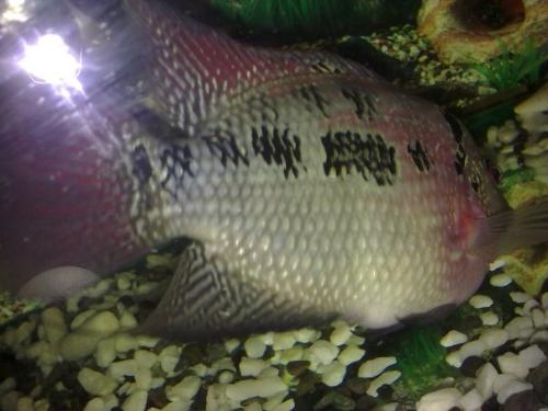 fish.3 - my friend's pet fish