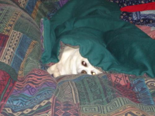 Tukay hiding - Tukay is taking cover (literally!) from Halloween's ghosts and goblins.