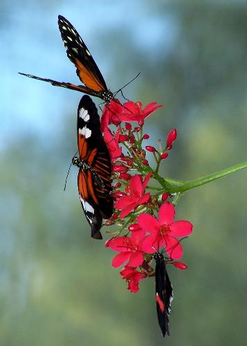 Busy Butterflies - Busy Postman butterflies!! Beautiful.