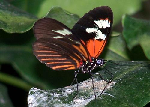 Butterfly - Postman butterfly. Look at the detail. Its a beauty, huh?