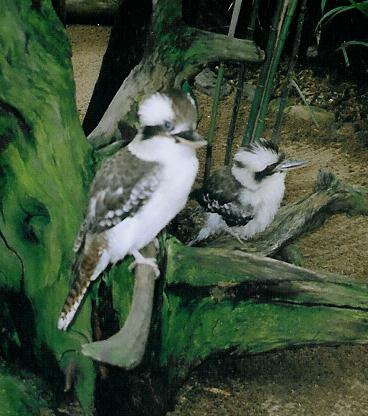 Kookaburras - A pair of kookaburras taken at Australia Zoo