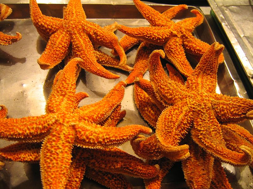 food - deep fried starfish