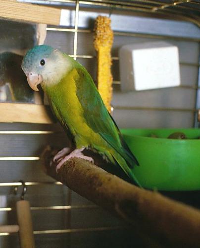 Cheeky~Grey-Cheeked Parakeet - image of my bird cheeky