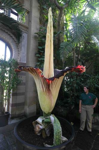 The Largest Flower in the Planet - This has been Recorded as the worlds Largest Flower.